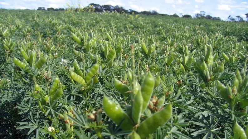 Esperance Pulse crops - Mandelup Lupins.