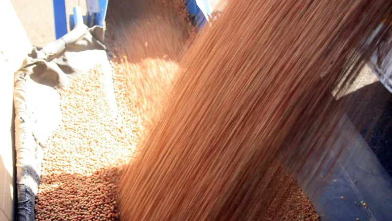 Esperance Pulse crops -Augering Pulses