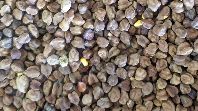 Esperance Pulse crops - Chickpeas