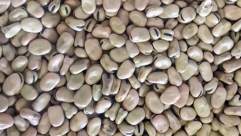 Esperance Pulse crops - Faba Beans