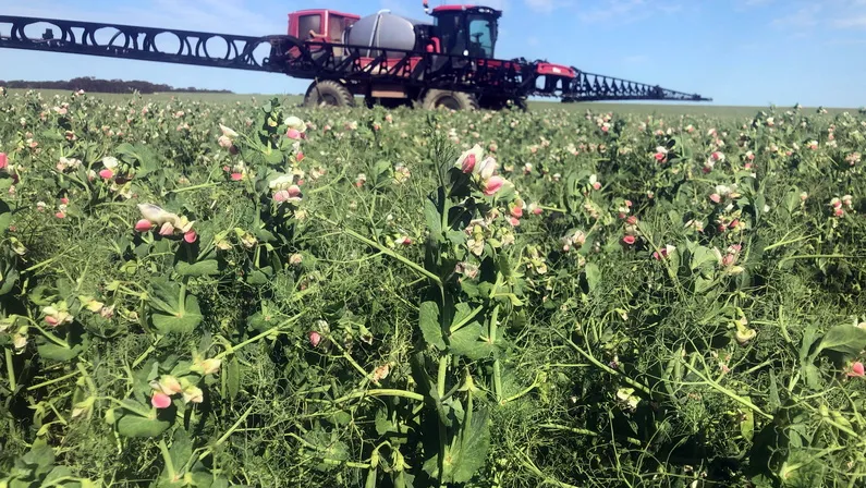 field-peas-and-boom-spray. PASE - Boom Spray on Esperance Field Peas