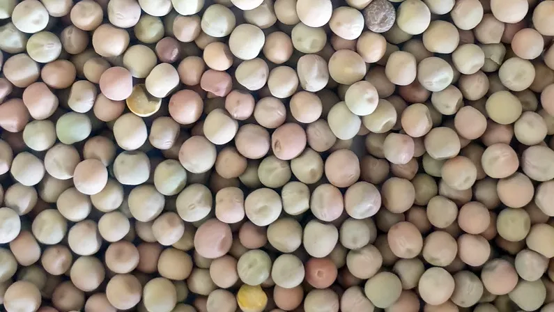 Esperance Pulse crops - Field Peas