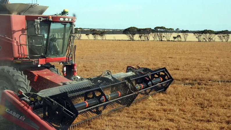Harvesting lentils - PASE PASE - Harvesting Lentils in Esperance