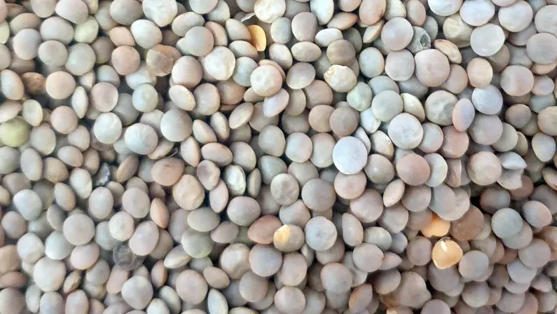 Esperance Pulse crops -Lentils