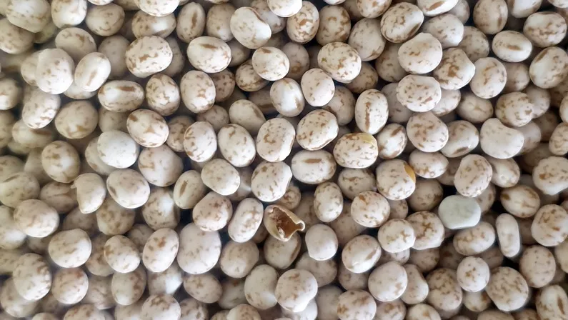 Esperance Pulse crops - Lupins